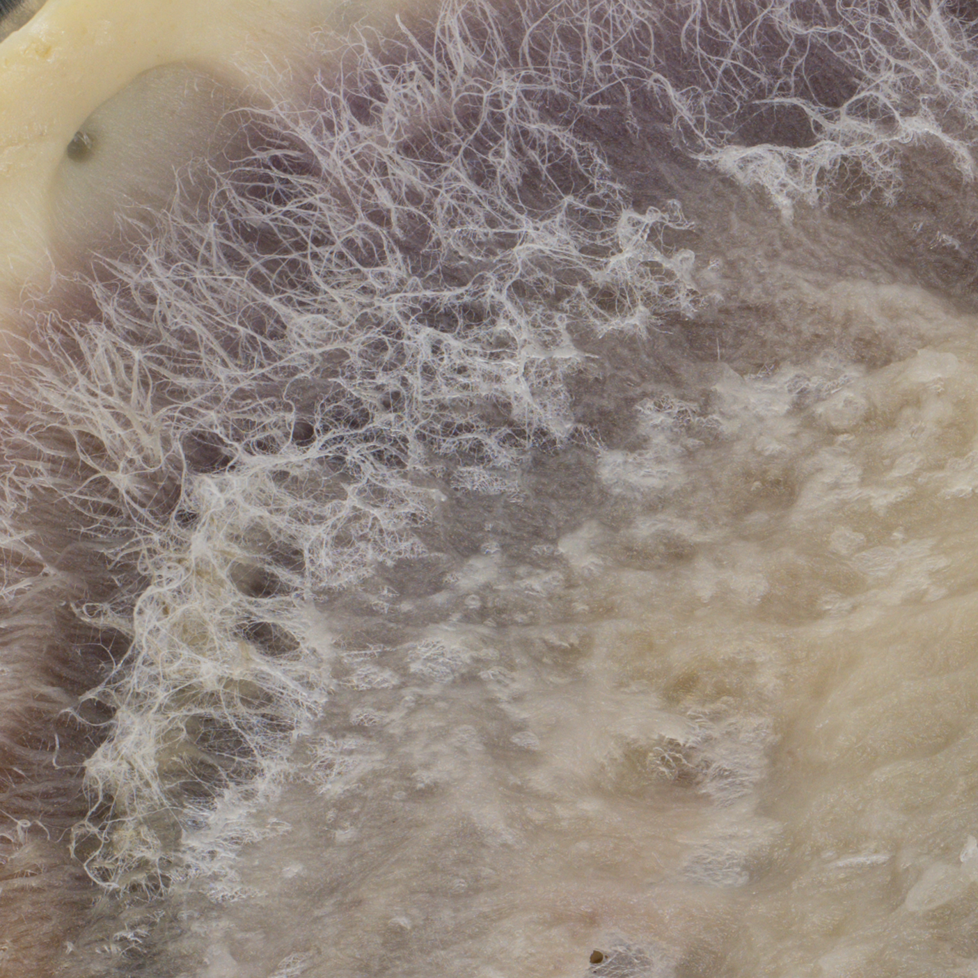 Close-up of mold