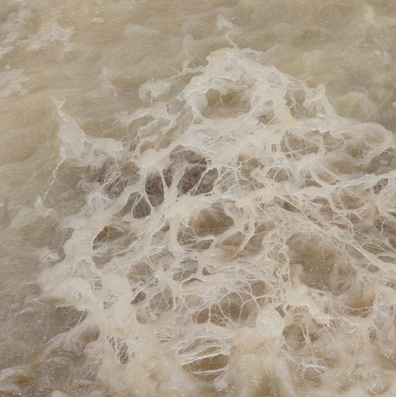 Close-up of mold