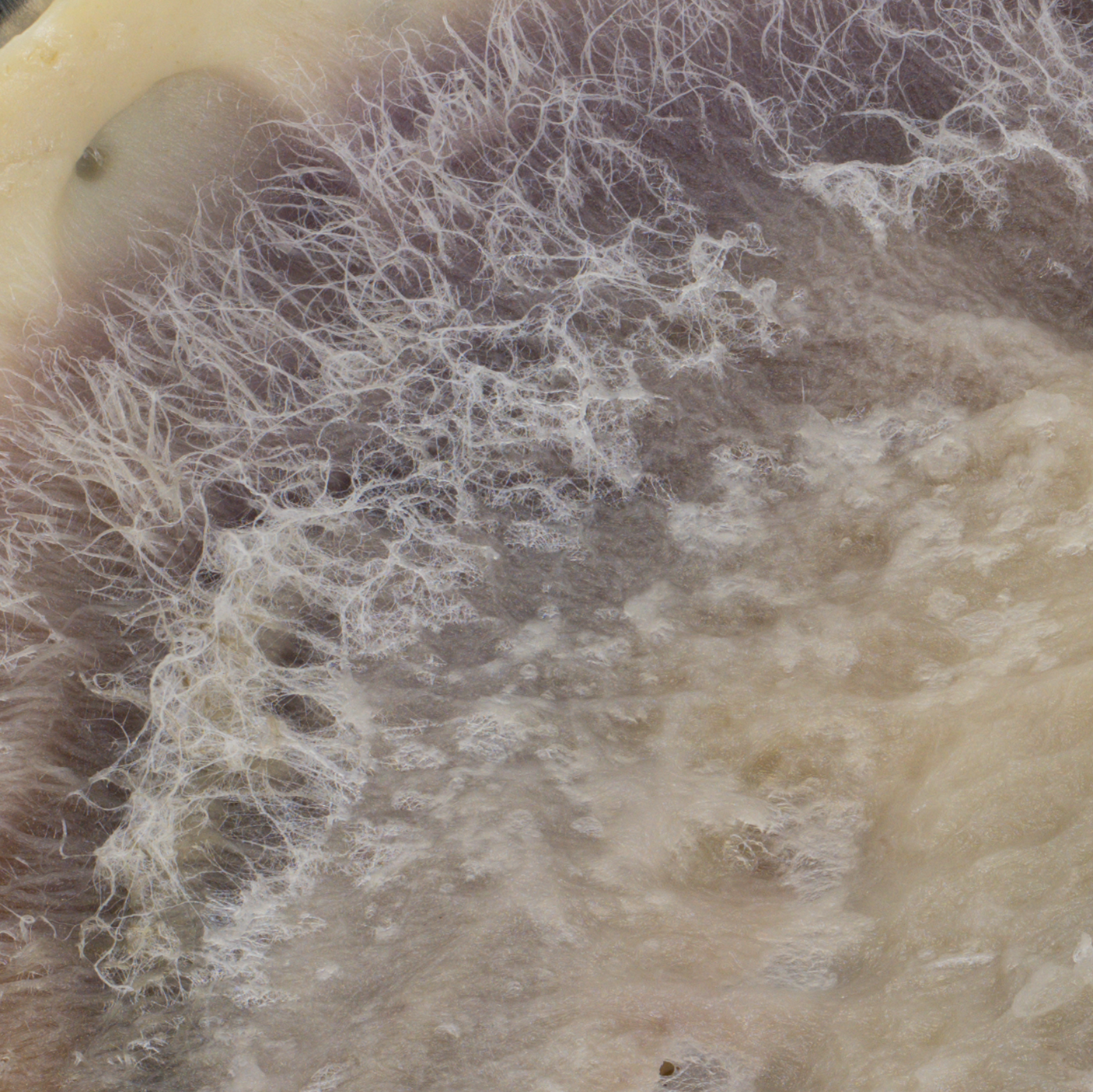 Close-up of mold