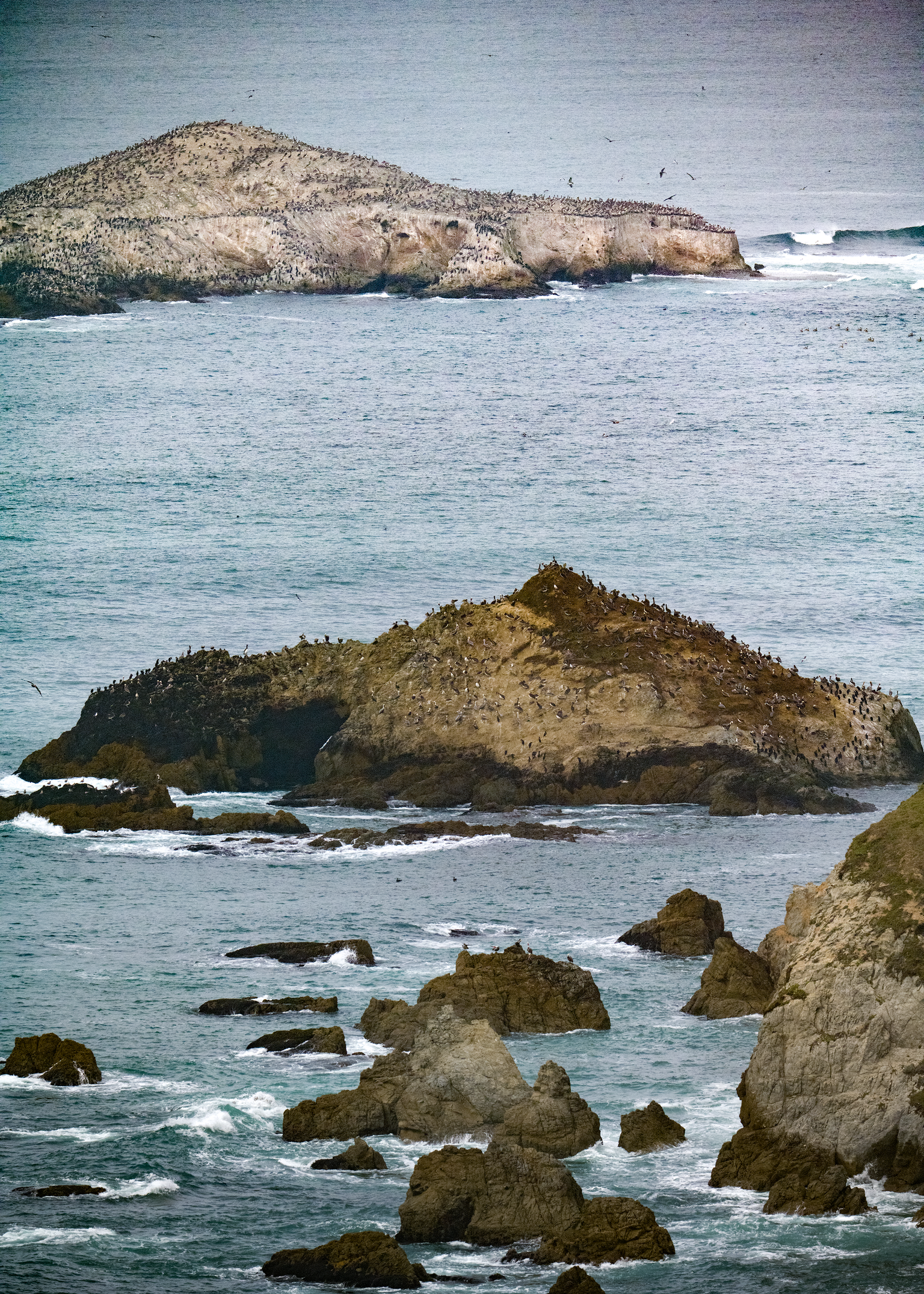 Seabirds covering rocky coastal islands