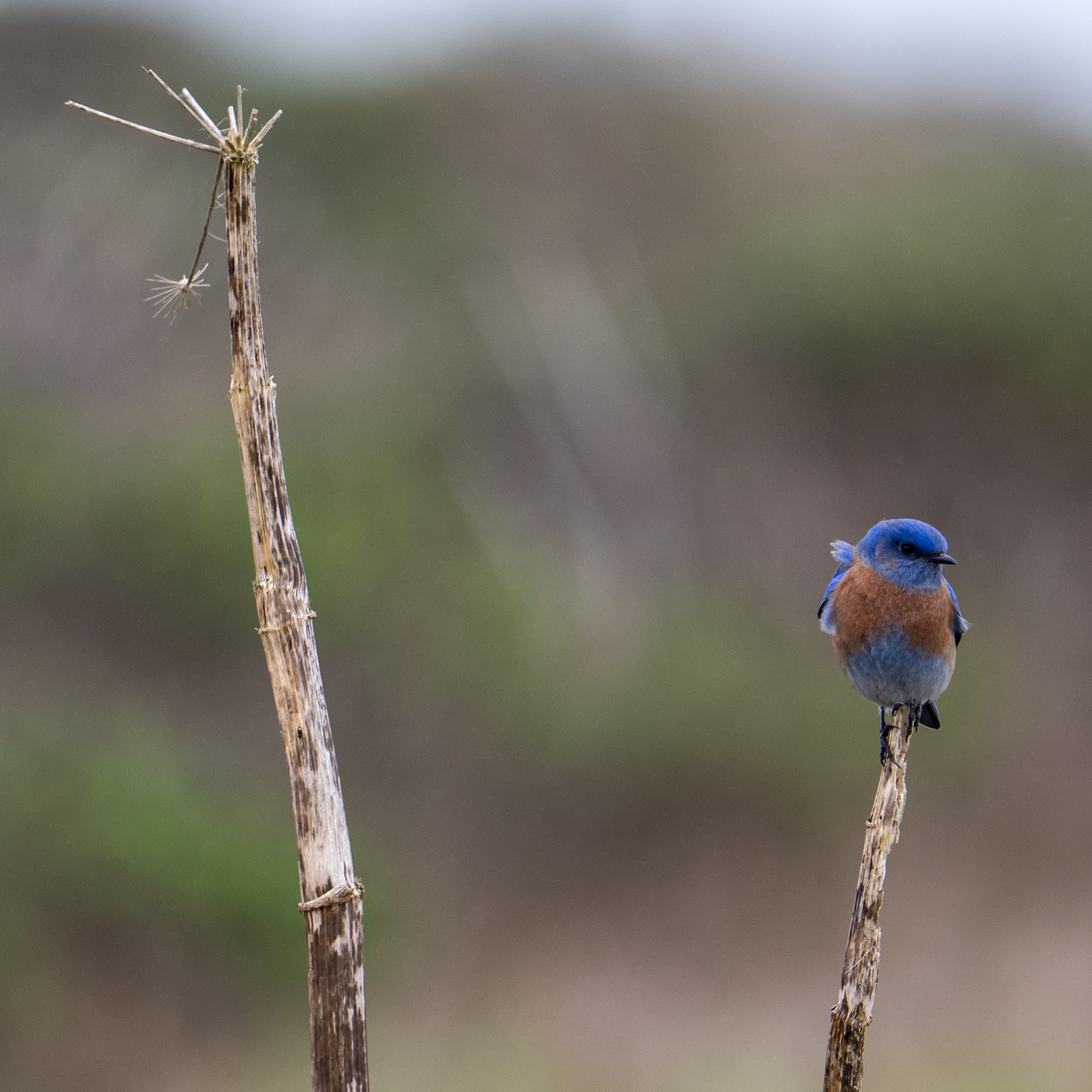 Bluebird perched on a branch