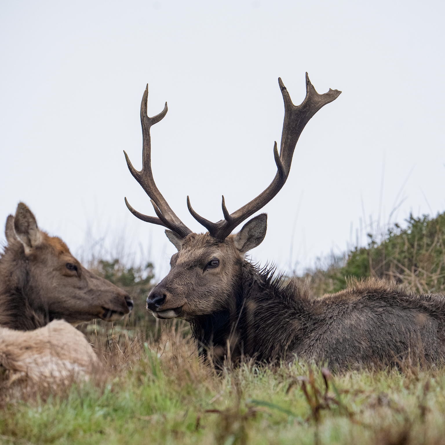 Two elk resting in tall grass