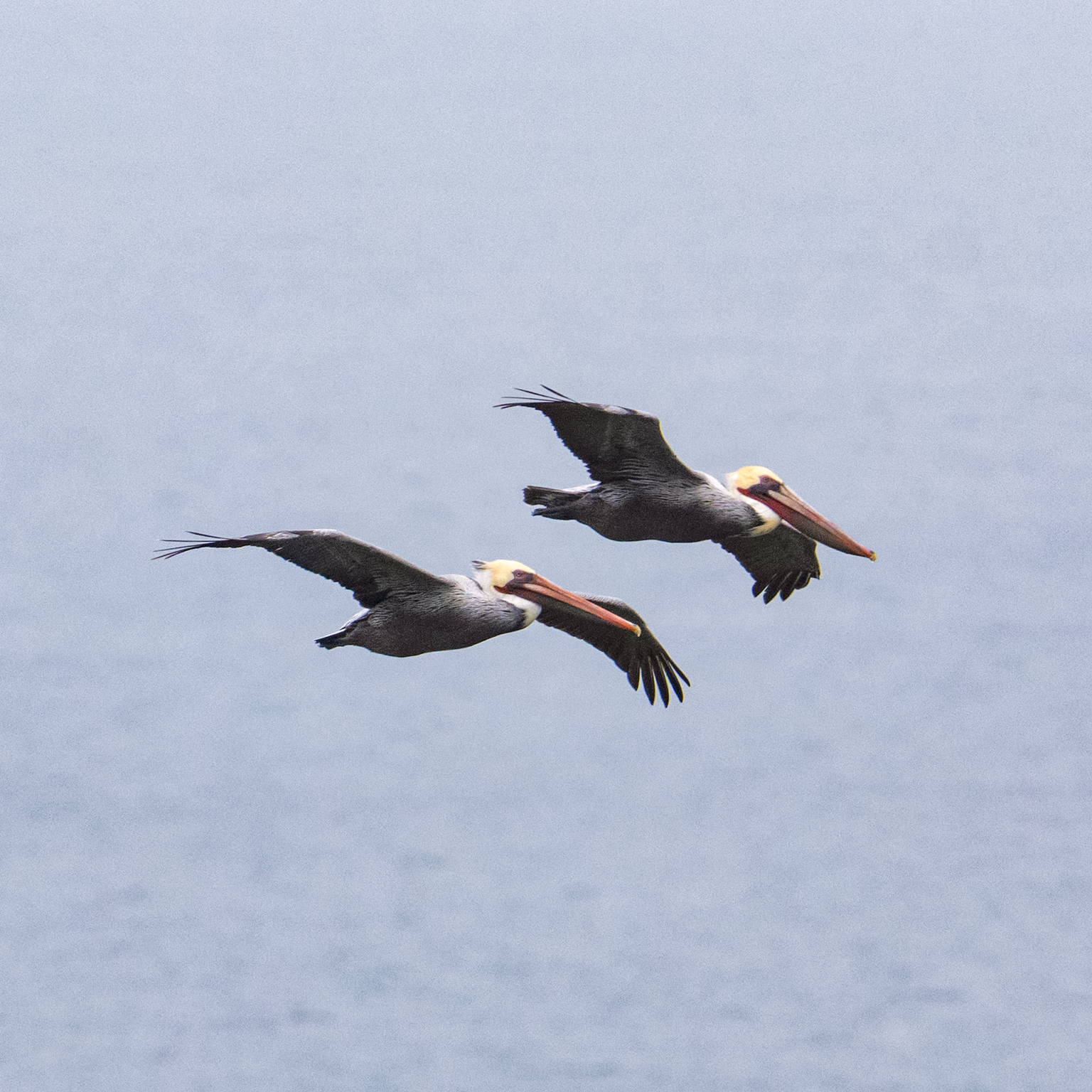 Two pelicans flying across the sky