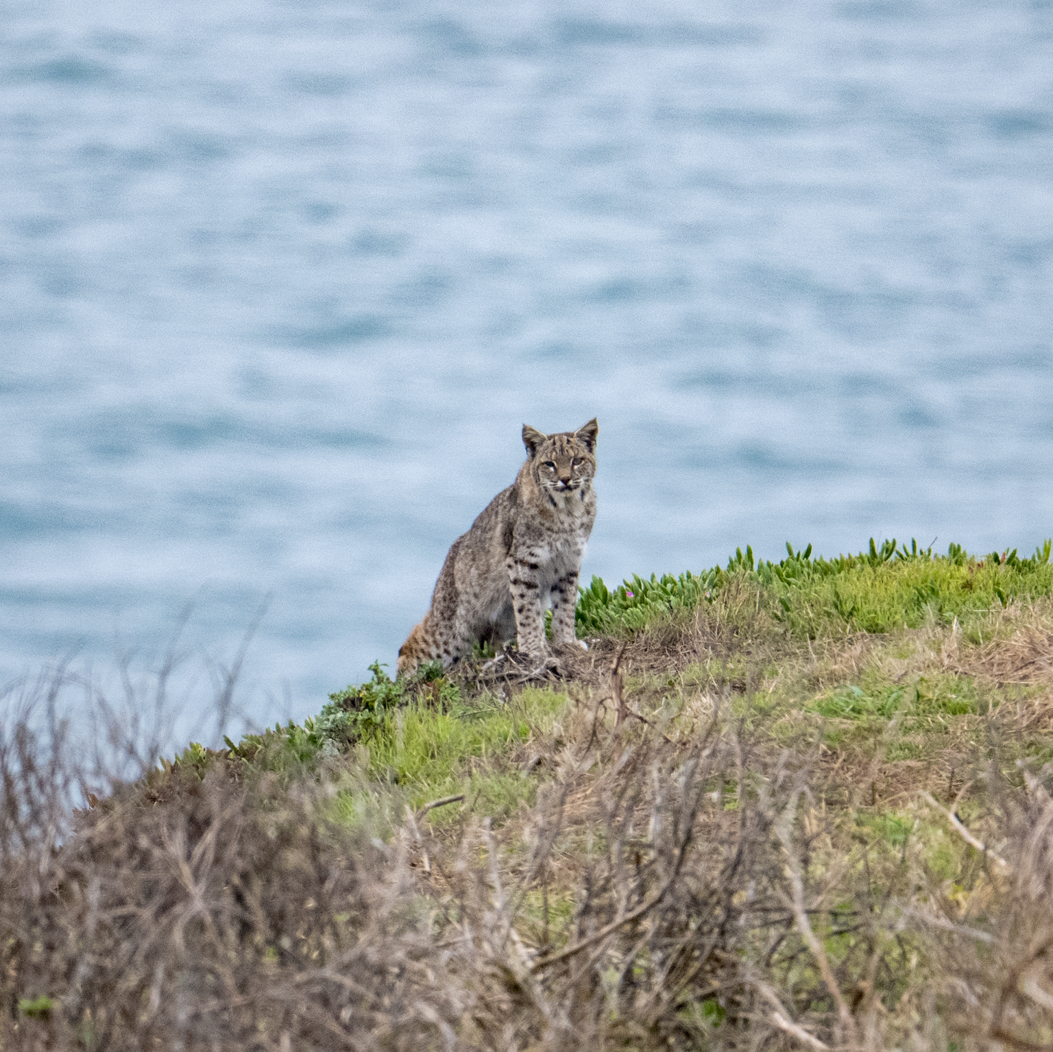 Bobcat sitting on a coastal hillside