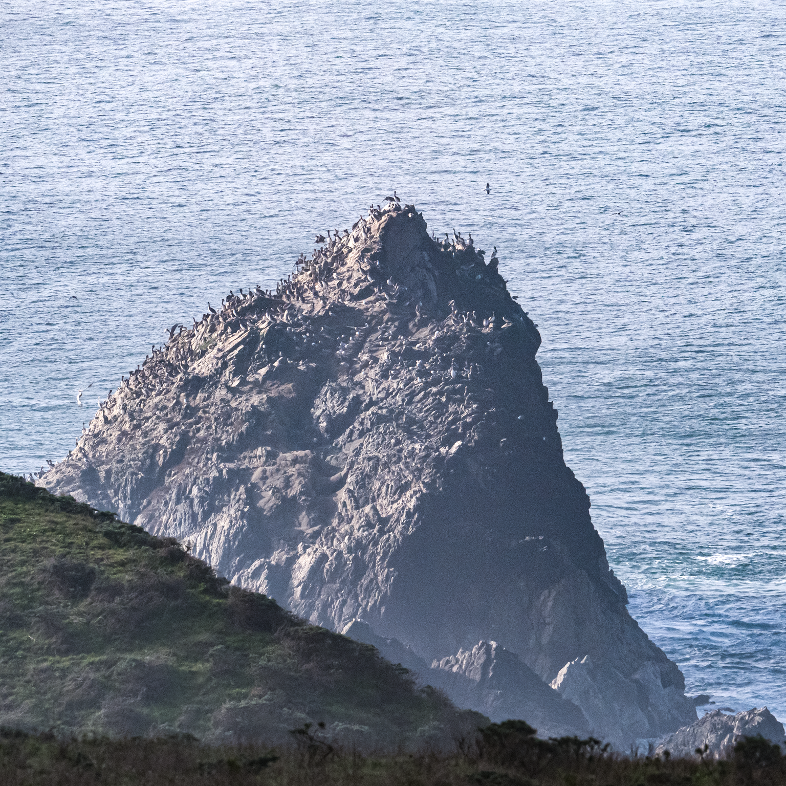 Seabirds gathered on a rocky sea stack