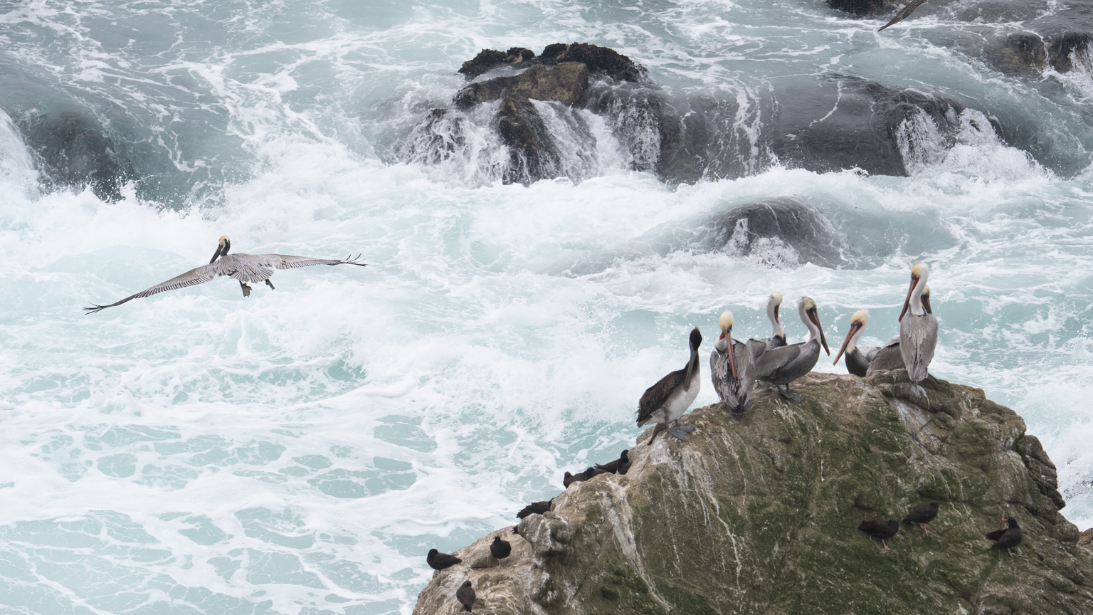 Pelicans gathered on rocks beside the surf